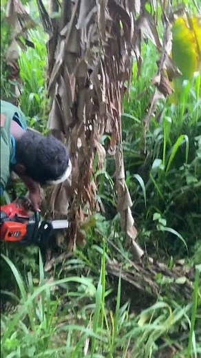 Felling Trees Using a Chainsaw – Easy DIY Guide!