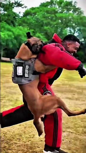 Can You Spot the Difference Between These Dogs?