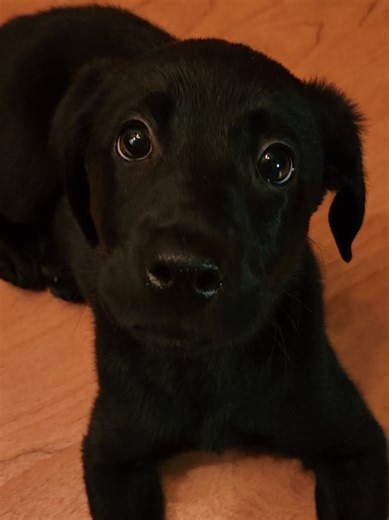 Labrador Retriever Puppy Care Tips for New Owners