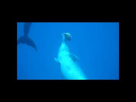 Do Dolphins Really Get 'High' On Pufferfish?