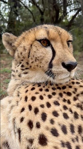This cheetah’s purr up close is incredibly soothing! 🐆🎶 #cheetah #purr #animalrescue
