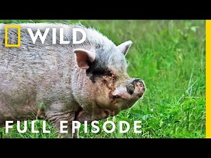 Potbellied Pigs Put Up a Fight (Full Episode) | The Hatcher Family Dairy