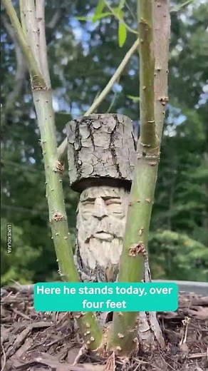 Regrowing A Carved Tree Stump 🌳😲