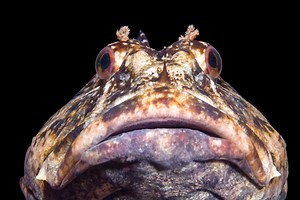 Here's What It Sounds Like When Fish 'Talk' And Communicate Similarly To Birds And Whales