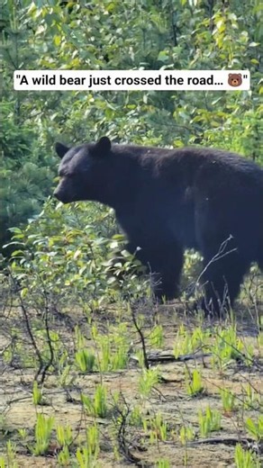 Black Bear Spotted in Canadian Forest 🐻
