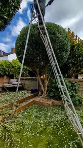 73K views · 466 reactions | Olive tree shaping #gardening #gardener #trees #topiary #satisfying | Gary Hall Garden Services | Facebook