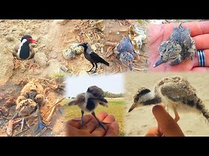 How Red Wattled Lapwing Chick Are Raised A Fascinating Journey | From Hatch To Flight Chick Care