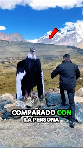 🤯🦅 Mira el tamaño de este animal comparado con una persona