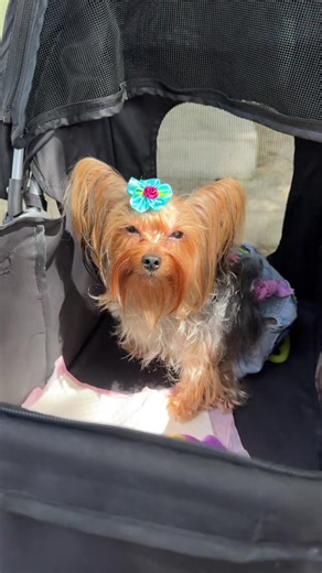 Come on a stroll with me to the riverwalk 🐶🌳🌊 #dogstroller #dogwalk #dogstroll #riverwalk #dogvlog