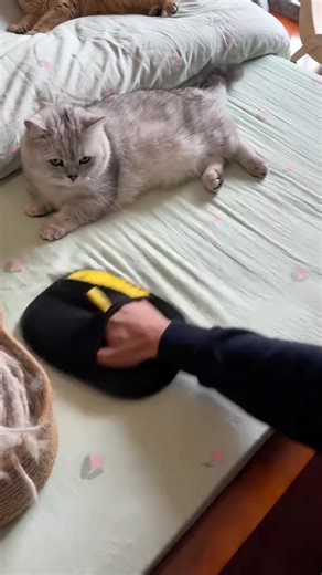 Your couch called… it’s tired of being covered in fur. ✨ The ultimate pet hair remover glove that makes shedding season effortless. Gently lift loose hair while you pet, clean furniture in seconds, and give your furry friend a soothing massage they’ll love — all with one reusable, eco-friendly glove. | Shopfsm | Facebook