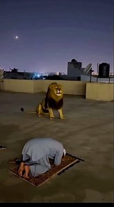 Man Praying On Roof & Lion Roaring “Allahu Akber”😱🦁🔥