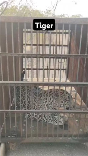 Tiger Roar #shorts #tiger #leopard #trending #attack