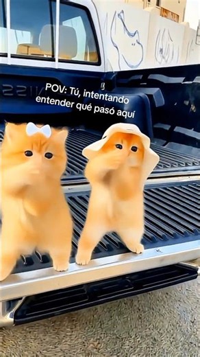Gatos bailando encima de un coche #cat #meme #gatos #michis #gyaru