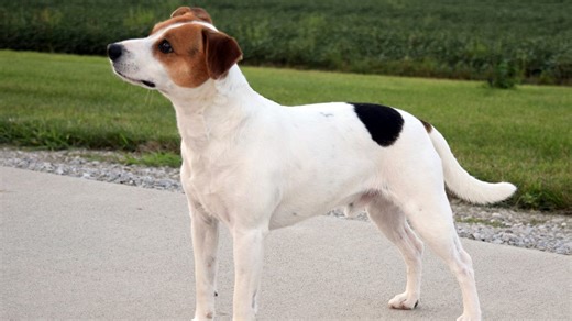 The Danish-Swedish farmdog is the newest breed in the American Kennel Club's lineup