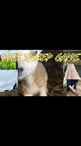 48K views · 951 reactions | Who remembers this one? My first YouTube intro! Before i got copywrite strikes for using the Proclaimers music  | The Sheep Game | Facebook