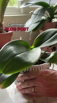Watering and fertilizing orchids