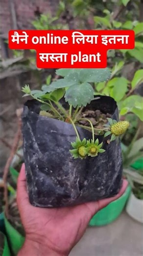 Buy online heldy plant #gardening #fruittree #homegarden