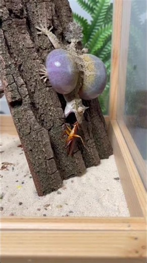 eating cocroch #cocroach #shorts