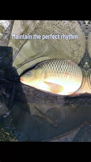 The secret to feeder fishing? Consistency 🧠 It’s not luck, it’s rhythm.