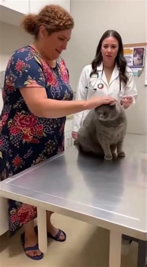 Cat gets angry on Dr while checkup #funnycats #funnyanimalcompilation