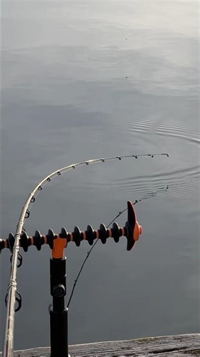 GURU METHOD FEEDERS ARE THE BEST! #fishing #carp #carpfishing #fish #angling #shorts #fyp #explore