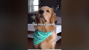 Relaxing ASMR Dog Taste Test