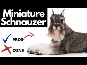 Miniature Schnauzer Pros And Cons (SHOCKING)