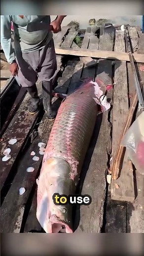 Amazon River Fish Best Known Species #shorts #viral