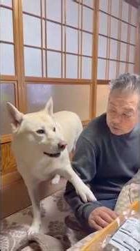 A rescue dog begs for the eighth time today to go upstairs, and a grandpa who is always doting on...