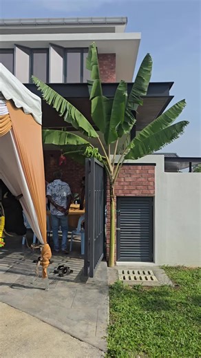 Cow and Calf Rental and Banana Tree Service