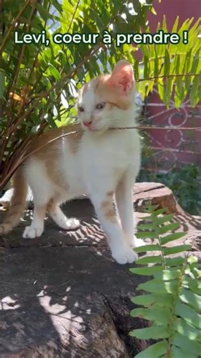 ADOPTER 💕 - LEVI à l’adoption