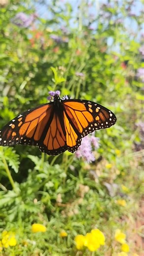 14K views · 891 reactions | These monarch butterflies were spotted...