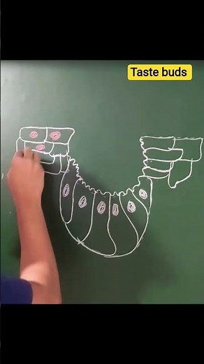 taste buds #neuralcontrolandcoordination #biology #bams #chemistry #science
