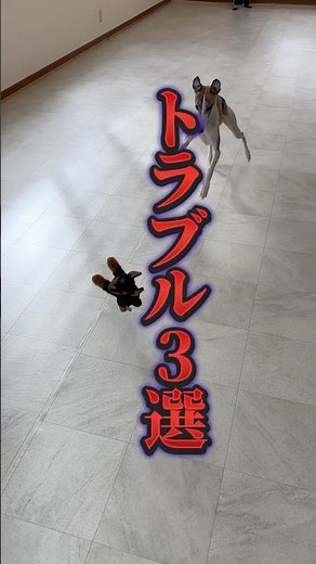 ドッグフード工場建設|トラブル3選
