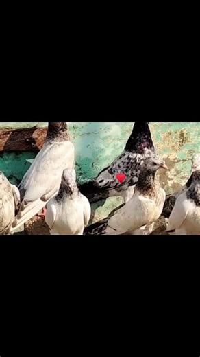 Patho ka shok karo Bhaiyo