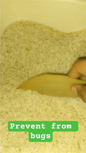 how to prevent from bugs#viral #insects #rice
