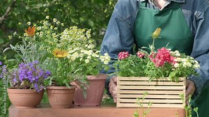 Growing flowers in garden. Gardening and floriculture. Gardener woman planting beautiful garden flowers. Preparing plants to be planted into flowering pots, putting soil by hands outdoors slow motion