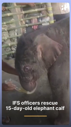 46K views · 1K reactions | Indian Forest Service officials rescued a 15-day-old elephant calf from a river during recent floods. After failed attempts to reunite her with her mother, she is now under expert care at a Pilkhana. #elephantcalf #wildliferescue #floodrescue #pilkhana #animalcare #indiawildlife #naturerescue | Indiatimes | Facebook