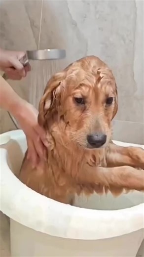 Dogs Love Bath Time: A Hilarious Compilation