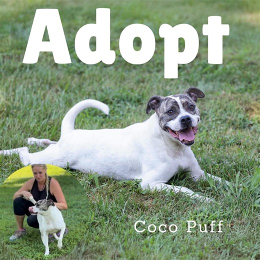💛 Coco Puff Is Ready for Her Forever Home 💛 Coco Puff’s story truly touches the heart. This beautiful, friendly girl knows what it’s like to have a home — but sadly, through no fault of her own, she was returned because her family didn’t have the time she needed. She’s back at the shelter, still patiently hoping for the loving forever home she deserves. We would love nothing more than to see Coco Puff finally find her person and the stable, loving home she deserves. 🐾 Why Coco Puff is so spec