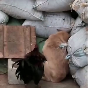 Compilation Of Funny Moments, Dog With Chicken