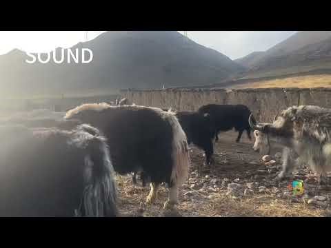 The sound effect of meeting a flock of yaks on the road #sound #soundeffects #animal #yaks #share