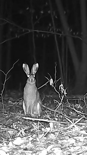 The hare was thinking in the forest at night #hare