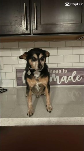 I cannot lie he’s vicious