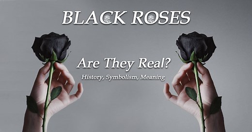 Are Black Roses A Reality? Actual Meaning & Symbolism