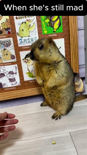 When she's still angry with you! #funny #memes