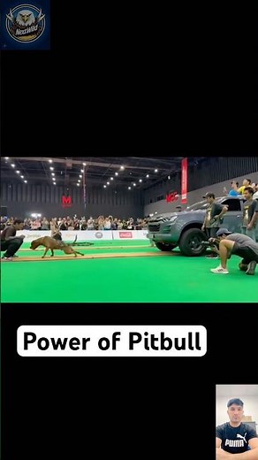 Pitbull Power Unleashed – The Muscle Beast in Action!