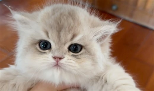 芒果核长成高颅顶妹妹啦！小 mini 超可爱！