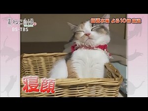 ねこ自慢＃52ご出演ニャンコたち【1月20日OA】