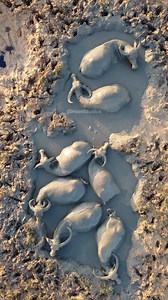 155K views · 881 reactions | Buffaloes bathing in water #buffalo #bond #bath #water #mud #mudbath #cute #nature #wildlife HA14109 | HAWI Studios | Facebook